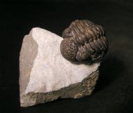 Geesops schlotheimi (BRONN, 1825)