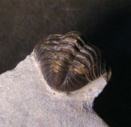 Geesops schlotheimi (BRONN, 1825)