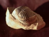 Spinocayrtia ostiolata (SCHLOTHEIM)
