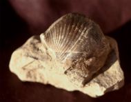 Spinocayrtia ostiolata (SCHLOTHEIM)