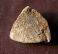 Calceola sandalina (Linne, 1771)