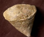 Calceola sandalina (Linne, 1771)
