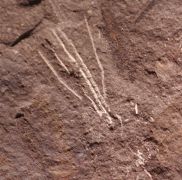 Pisocrinus sp.
