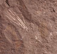 Pisocrinus sp.