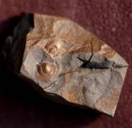 Hypagnostus parvifrons (LINNARSSON,1869)