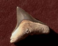 Carcharhinus leucas (Mller et Henle 1839)