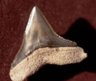 Carcharhinus leucas (Mller et Henle 1839)