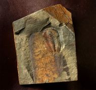 Hamatolenus (Hamatolenus) vincenti GEYER 2004