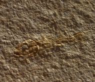 Notagogus denticulatus AGASSIZ, 1843