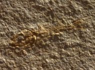 Notagogus denticulatus AGASSIZ, 1843