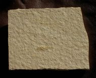 Notagogus denticulatus AGASSIZ, 1843