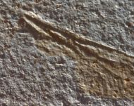 Mesuropetala cf muensteri GERMAR 1839