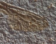 Mesuropetala cf muensteri GERMAR 1839