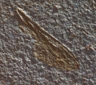 Mesuropetala cf muensteri GERMAR 1839