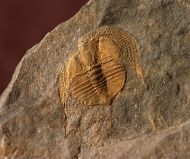 Deanaspis goldfussi (BARRANDE, 1846)
