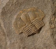 Deanaspis goldfussi (BARRANDE, 1846)