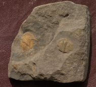 Deanaspis goldfussi (BARRANDE, 1846)