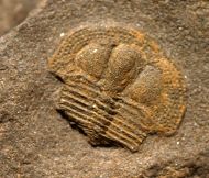 Deanaspis goldfussi (BARRANDE, 1846)