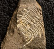 Miraspis mira (BARRANDE, 1846)