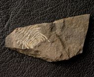 Miraspis mira (BARRANDE, 1846)
