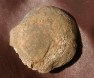 Ectillaenus katzeri (Barrande, 1872)