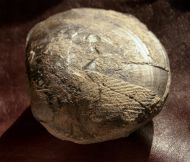 Plagiostoma planicosta (HARBORT)