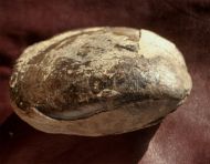 Plagiostoma planicosta (HARBORT)