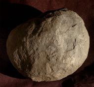 Plagiostoma planicosta (HARBORT)