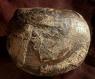 Plagiostoma planicosta (HARBORT)