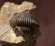 Gerastos cultrijugatus (R.&E. RICHTER 1918)