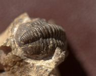 Gerastos cultrijugatus (R.&E. RICHTER 1918)