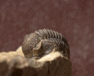 Gerastos cultrijugatus (R.&E. RICHTER 1918)