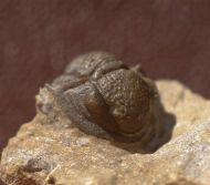 Gerastos cultrijugatus (R.&E. RICHTER 1918)