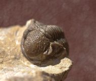 Gerastos cultrijugatus (R.&E. RICHTER 1918)