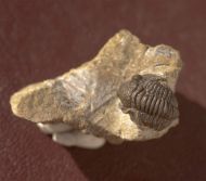 Gerastos cultrijugatus (R.&E. RICHTER 1918)