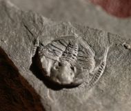 Stapeleyella inconstans Whittard, 1955