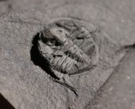 Stapeleyella inconstans Whittard, 1955