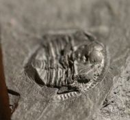 Stapeleyella inconstans Whittard, 1955