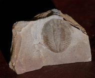 Ogyginus corndensis (MURCHISON,1839)