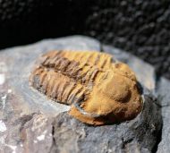 Agraulos ceticephalus (Barrande, 1846)