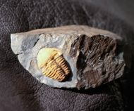 Agraulos ceticephalus (Barrande, 1846)