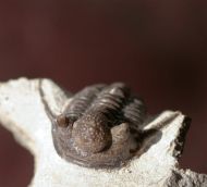 Cyphaspis ceratophthalmus (Goldfuss,1843)