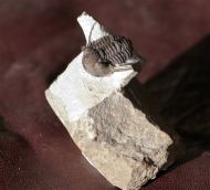 Cyphaspis ceratophthalmus (Goldfuss,1843)