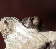 Cyphaspis ceratophthalmus (Goldfuss,1843)