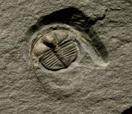 Anebolithus simplicior (WHITTARD, 1966)