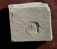 Anebolithus simplicior (WHITTARD, 1966)