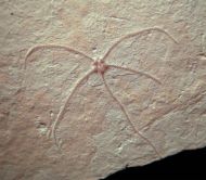 Geocoma carinata GOLDFUSS