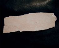 Geocoma carinata GOLDFUSS