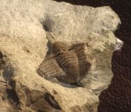 Lonchodomas drummuckensis (REED)