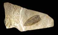 Phyllograptus sp.